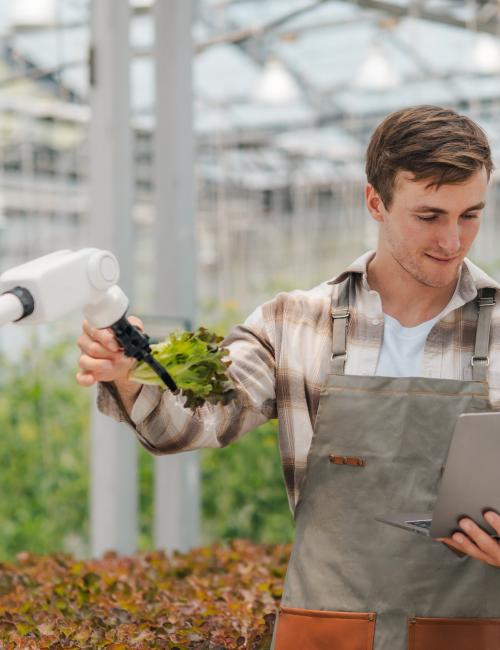 Farmer in greenhouse using his laptop to check the operation of a robotic arm with AI system showing smart agriculture technology at work