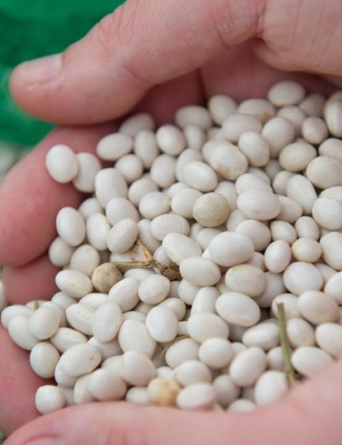 Small white beans within two hands