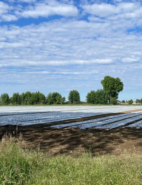 An expansive agricultural field covered in white plastic sheeting under a bright blue sky with scattered clouds