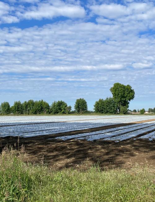 An expansive agricultural field covered in white plastic sheeting under a bright blue sky with scattered clouds