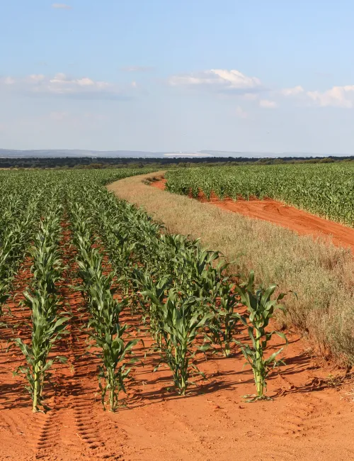Green maize growing on a farm in the North West of South Africa 