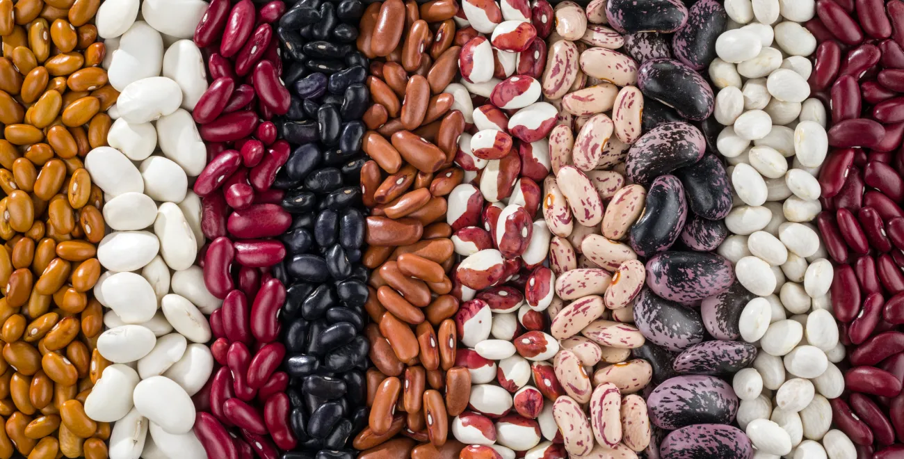 Variety of kidney beans