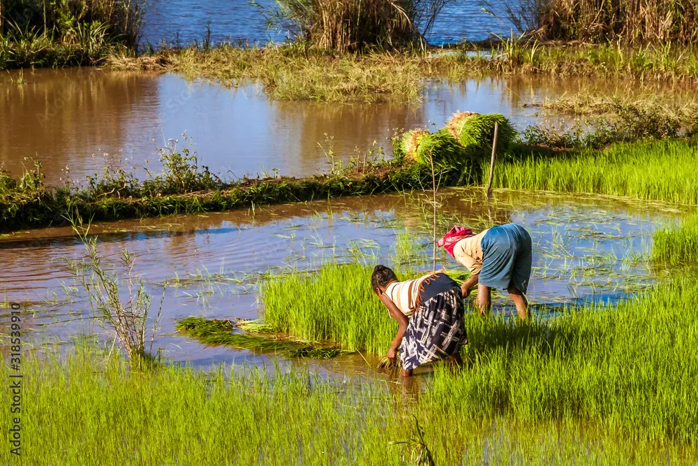 Malagasy farmers planting rice