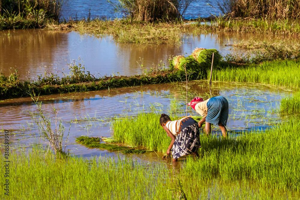 Malagasy farmers planting rice