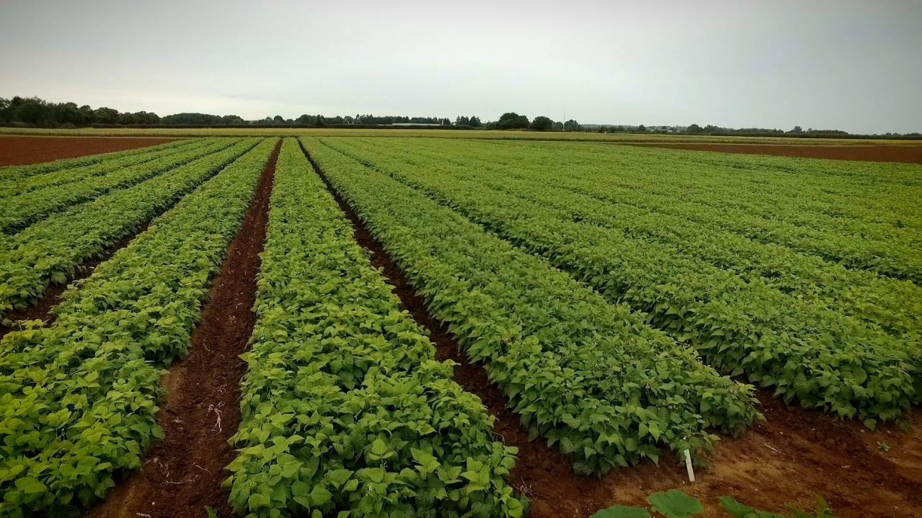 Beans growing in a field