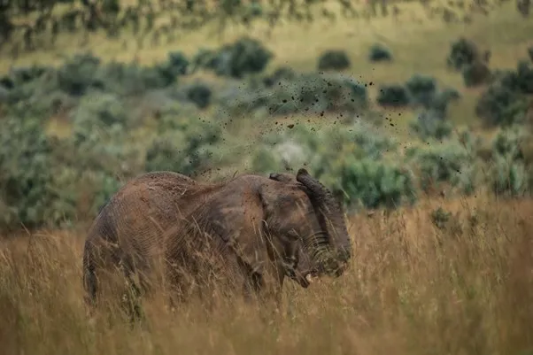 Single elephant
