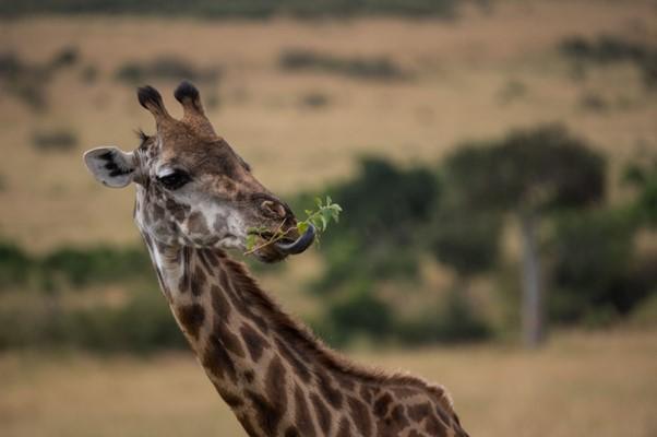 Giraffe eating small plant