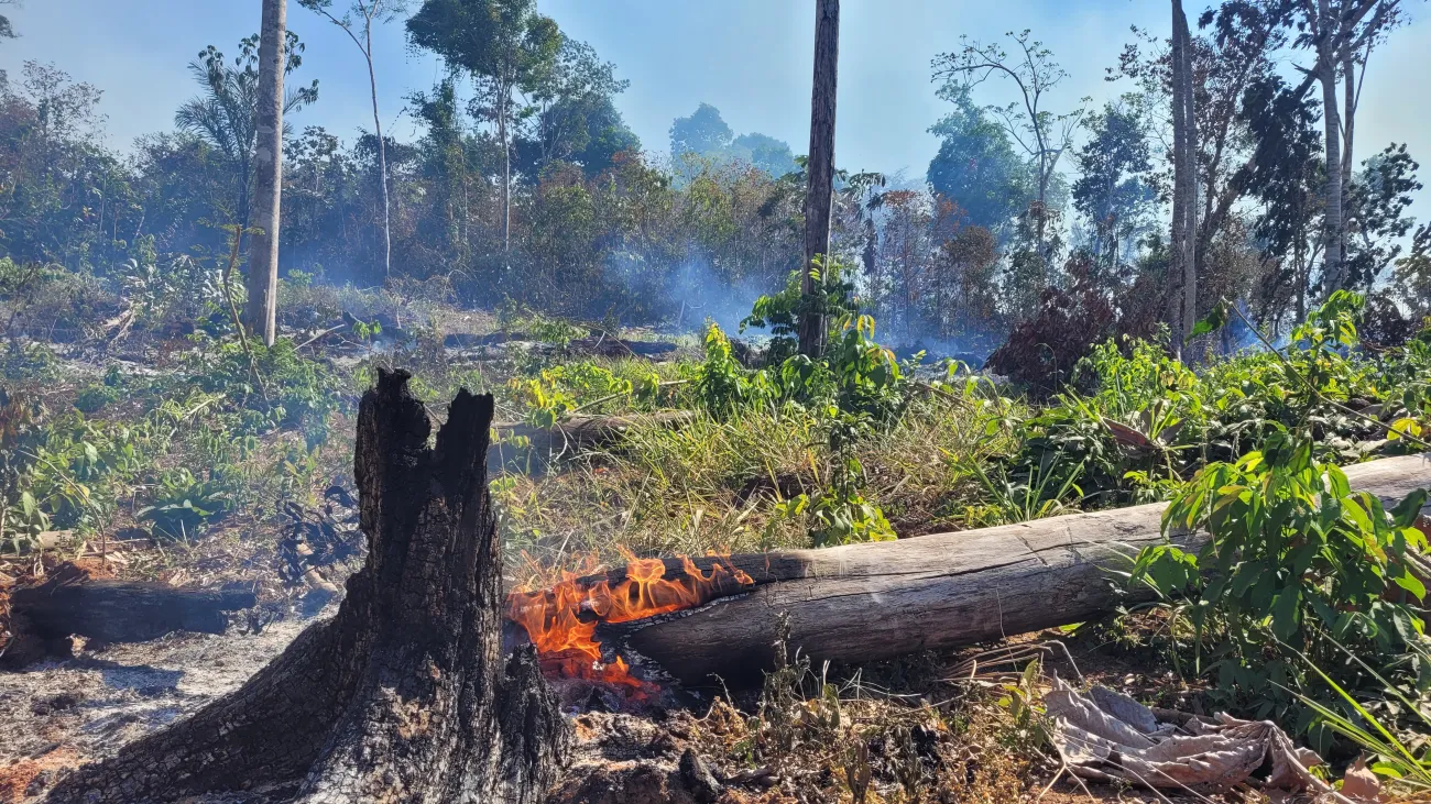 Amazon forest fire