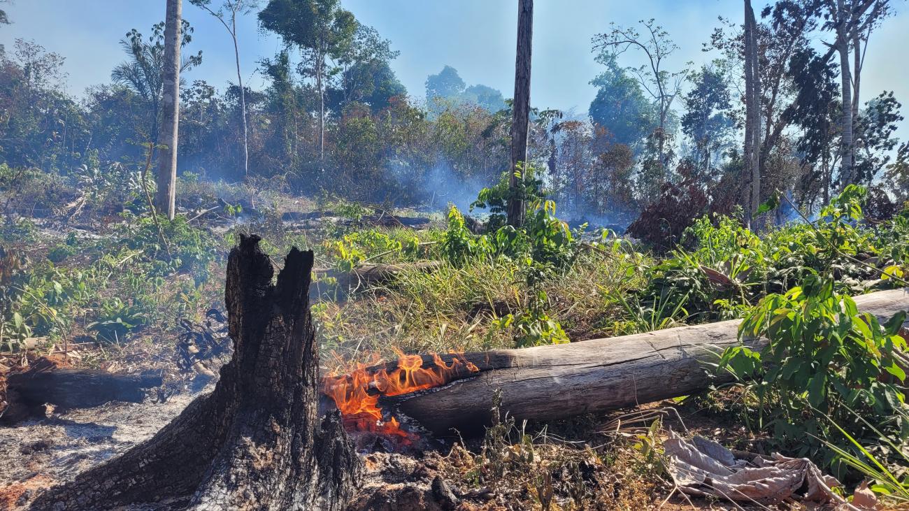 Amazon forest fire