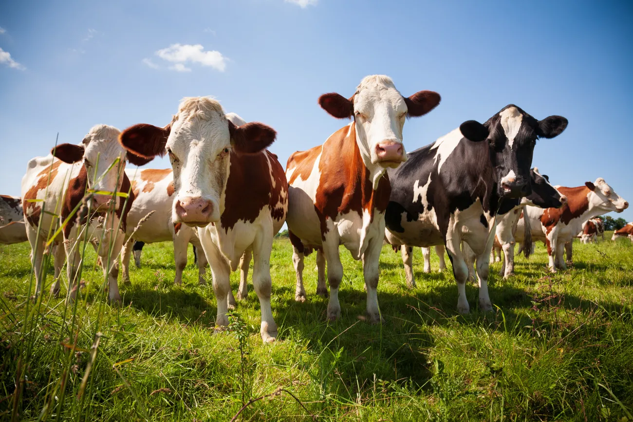 Cows in field