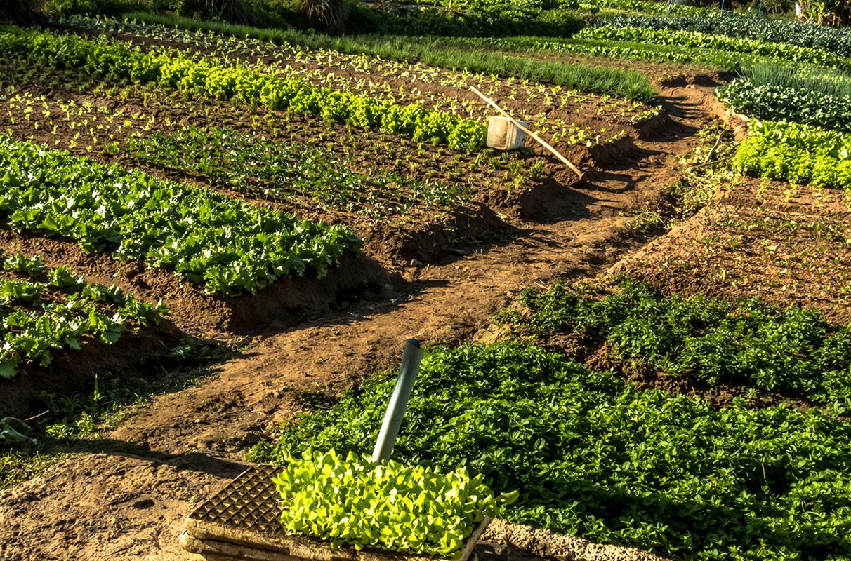 Several different crops are seen growing together in close proximity on a farm