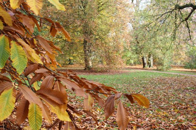 University Parks in the autumn