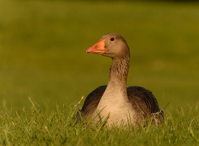 Toulouse goose in the grass in Oxford