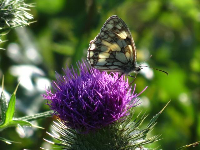 Marbled white butterfly on thistle flower in Oxford