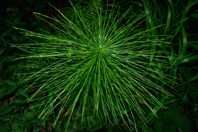 Field horsetail at Wytham Woods in Oxfordshire