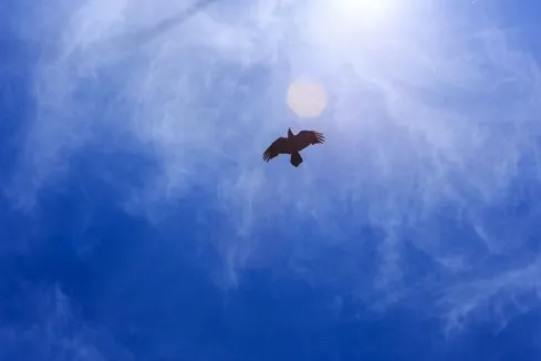Bird in the sky