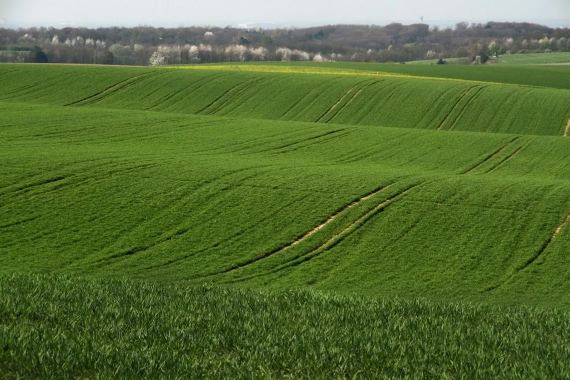 An intensively managed grain field in Germany 