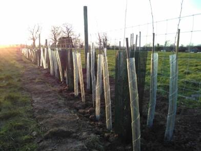 Trees planted on edge of field