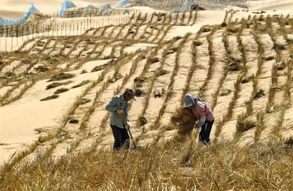 A desertification control team works in northwest China's Ningxia Hui Autonomous Region, using straw checkerboard barriers and planting vegetation to stop the dunes from moving or expanding. 