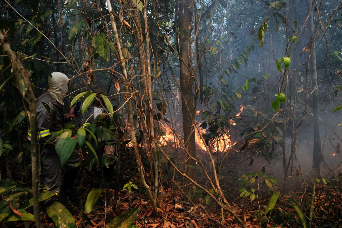 Orange flames of fire in Amazon forest