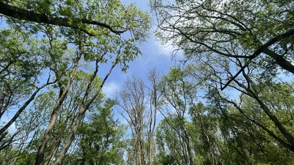 Common ash trees (Fraxinus excelsior L.) suffer from crown dieback caused by the disease in early summer. 