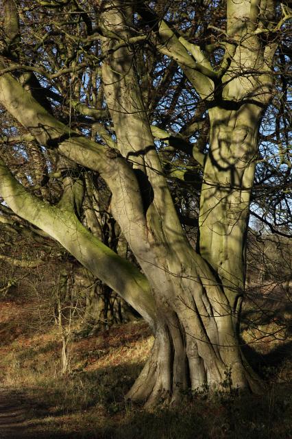 Old oak tree in Wytham Woods, Oxfordshire