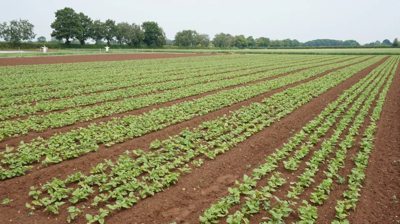 A field of beans growing in the soil at the University of Warwick