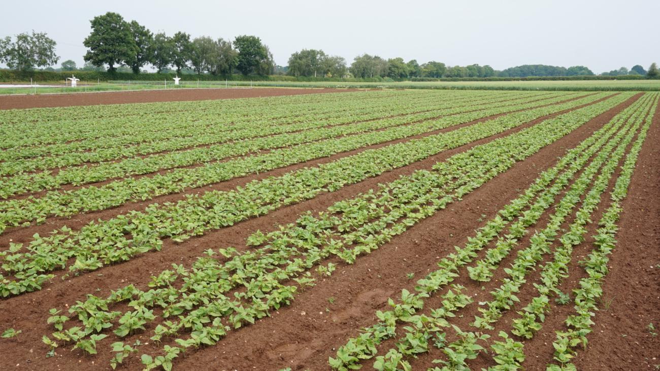 A field of beans growing in the soil at the University of Warwick