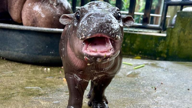 Moo Deng the pygmy hippo