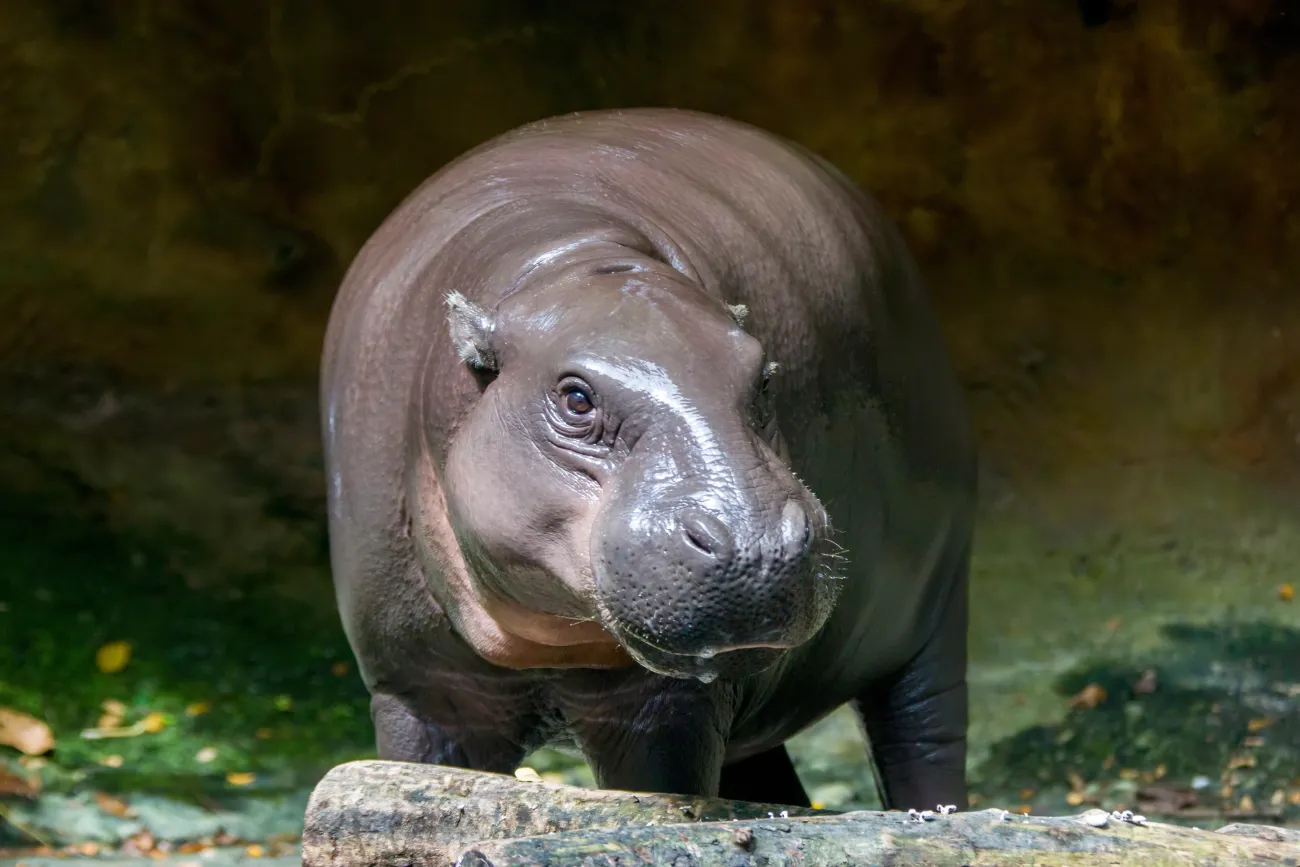 A pygmy hippopotamus, a small hippopotamid native to the forests and swamps of West Africa.