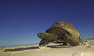Giant Turtle