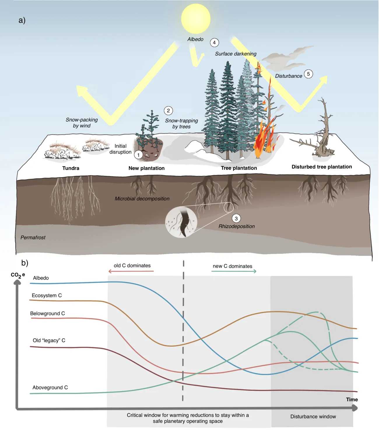 Diagram showing the direct and indirect effects of afforestation on climate forcing at high latitudes and their relative magnitudes over the lifetime of a plantation