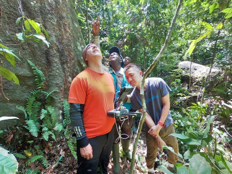 The research team controlling a zone above the trees of a dense forest