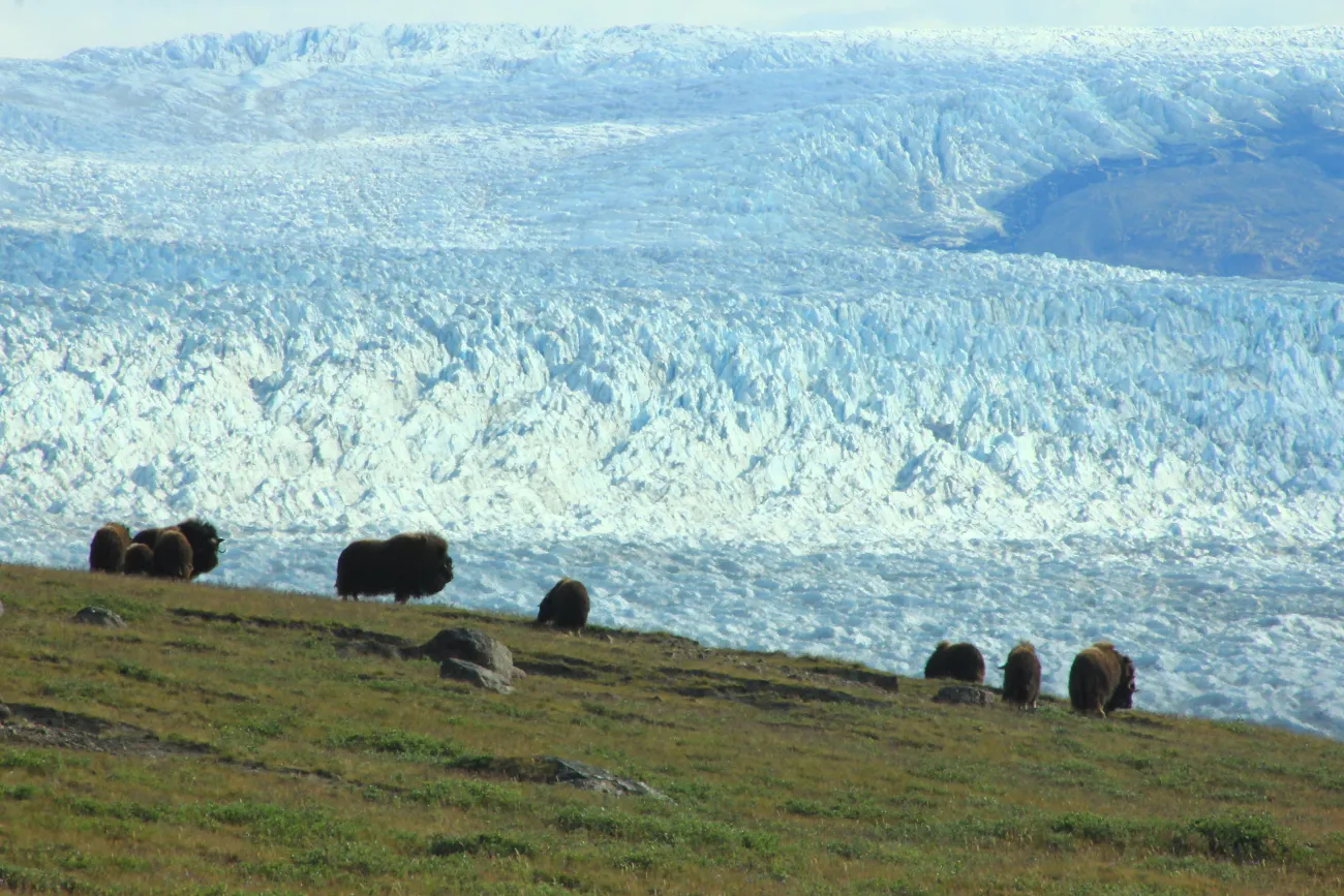 Four adult musk oxen and a calf in a grass-covered tundra.