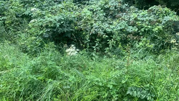 Natural area of growth with lots of grass and bushes