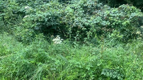 Natural area of growth with lots of grass and bushes