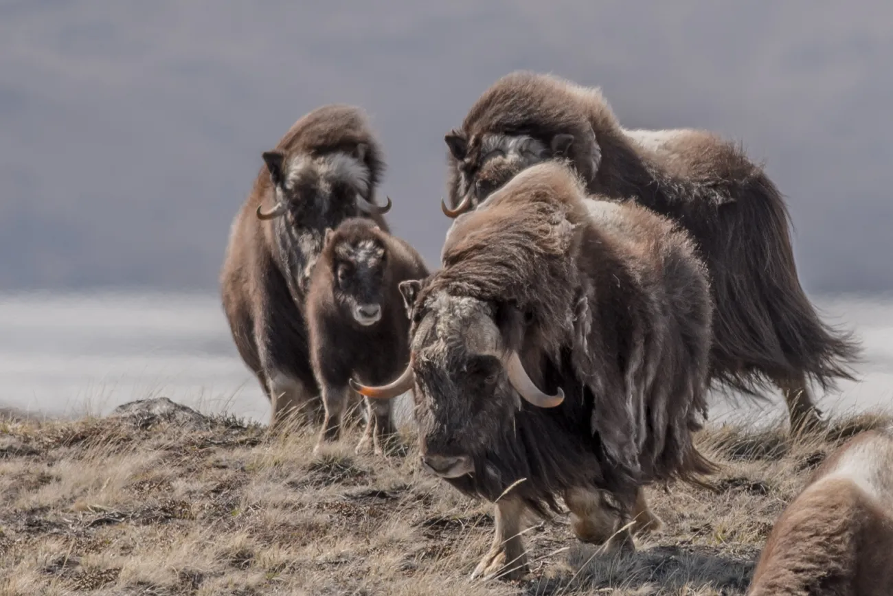 Herd of musk oxen in the tundra with the Greenland Ice Sheet in the back.