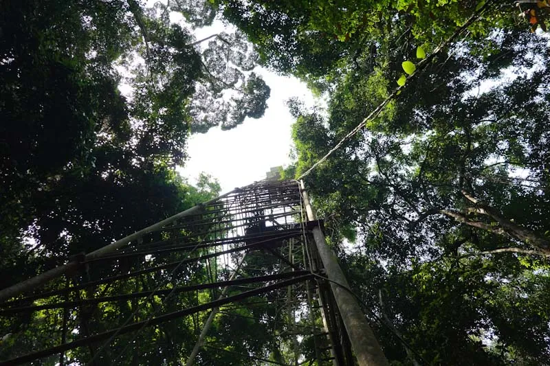 An eddy covariance tower installed in the study site in the Ankasa Conservation Area in southwestern Ghana,