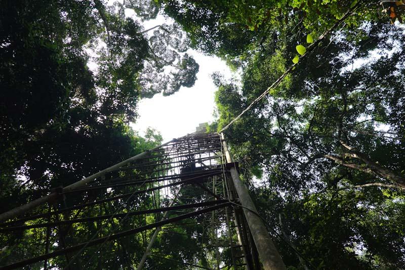 An eddy covariance tower installed in the study site in the Ankasa Conservation Area in southwestern Ghana,