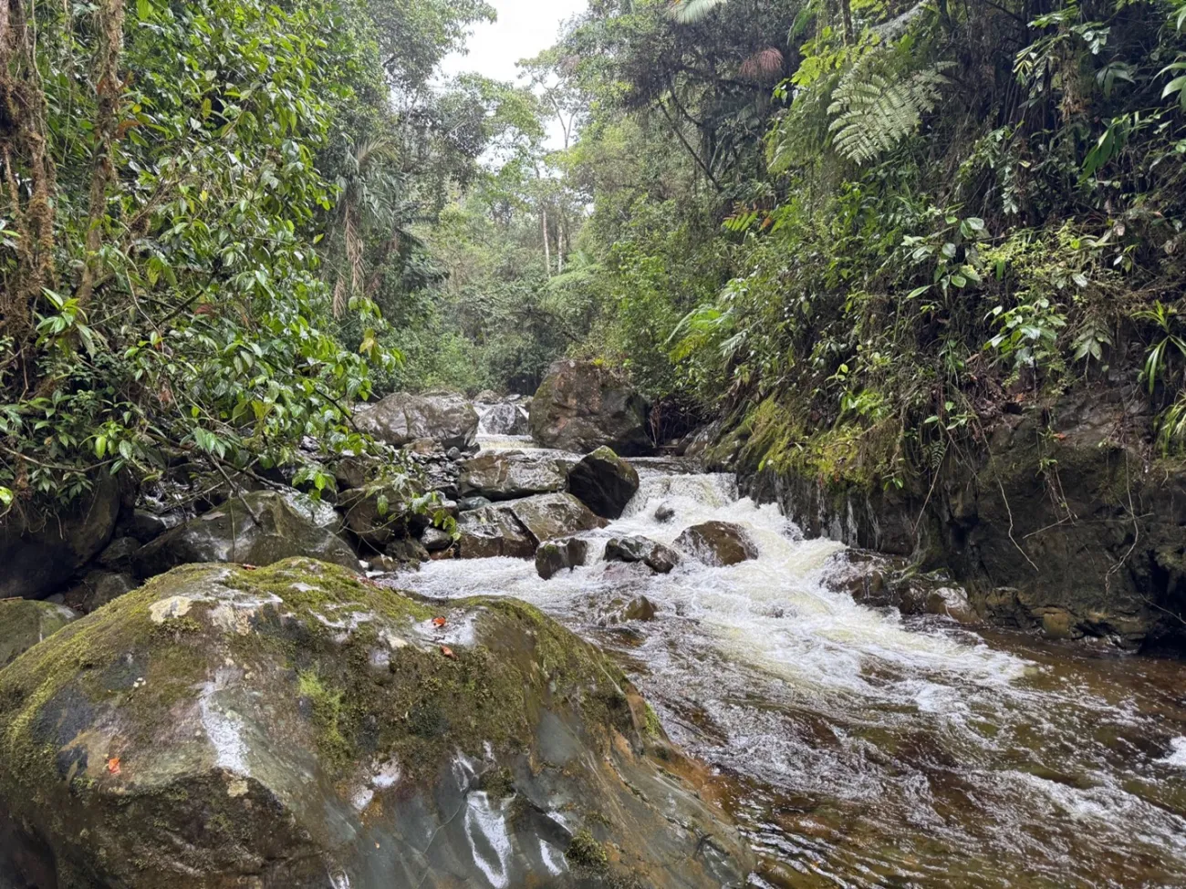 The forests above Cali with the a stream through the foreground