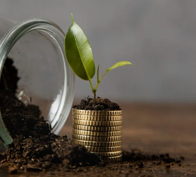 Coins stacked with soil and seedling on top surrounded by more soil