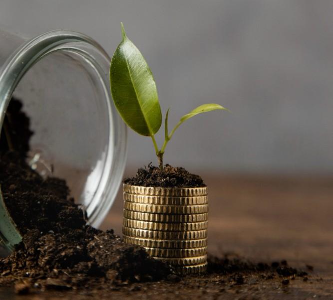 Coins stacked with soil and seedling on top surrounded by more soil