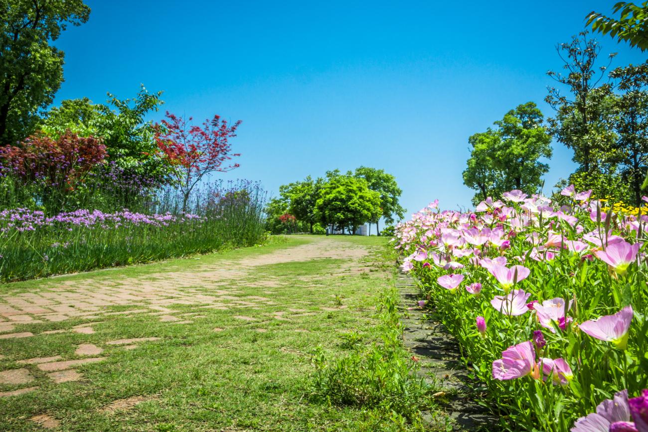 Flowers in a park