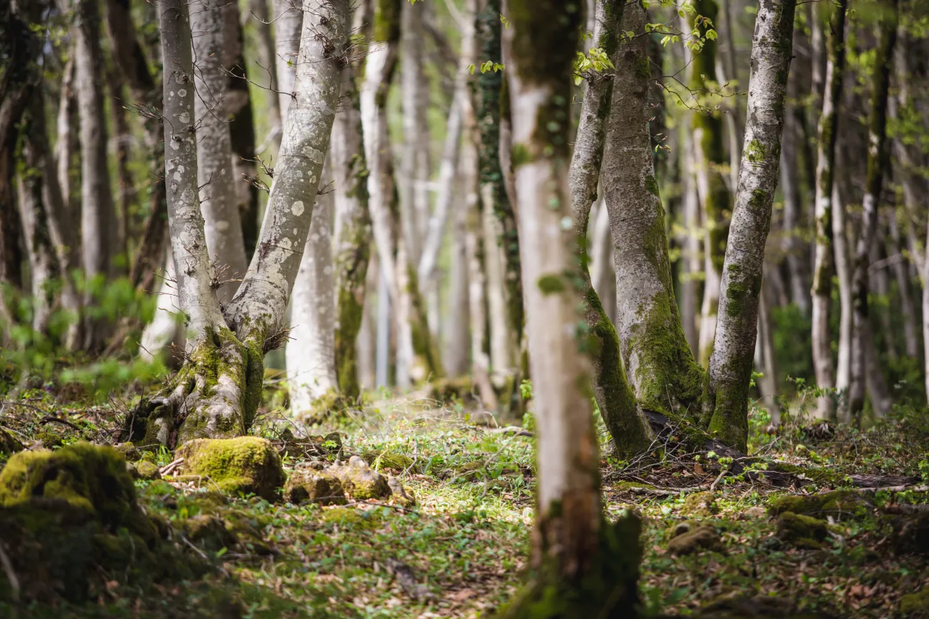 Forest with mossy trees