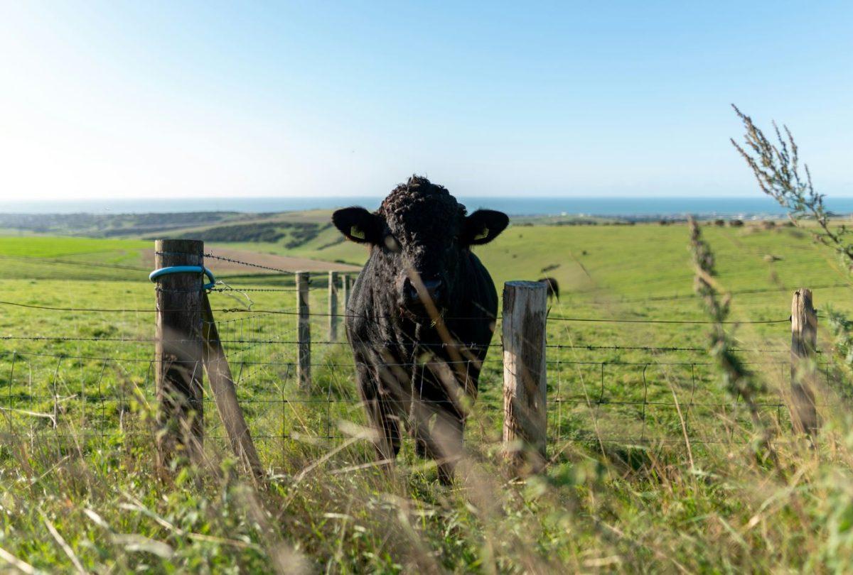 Black cow standing in green field
