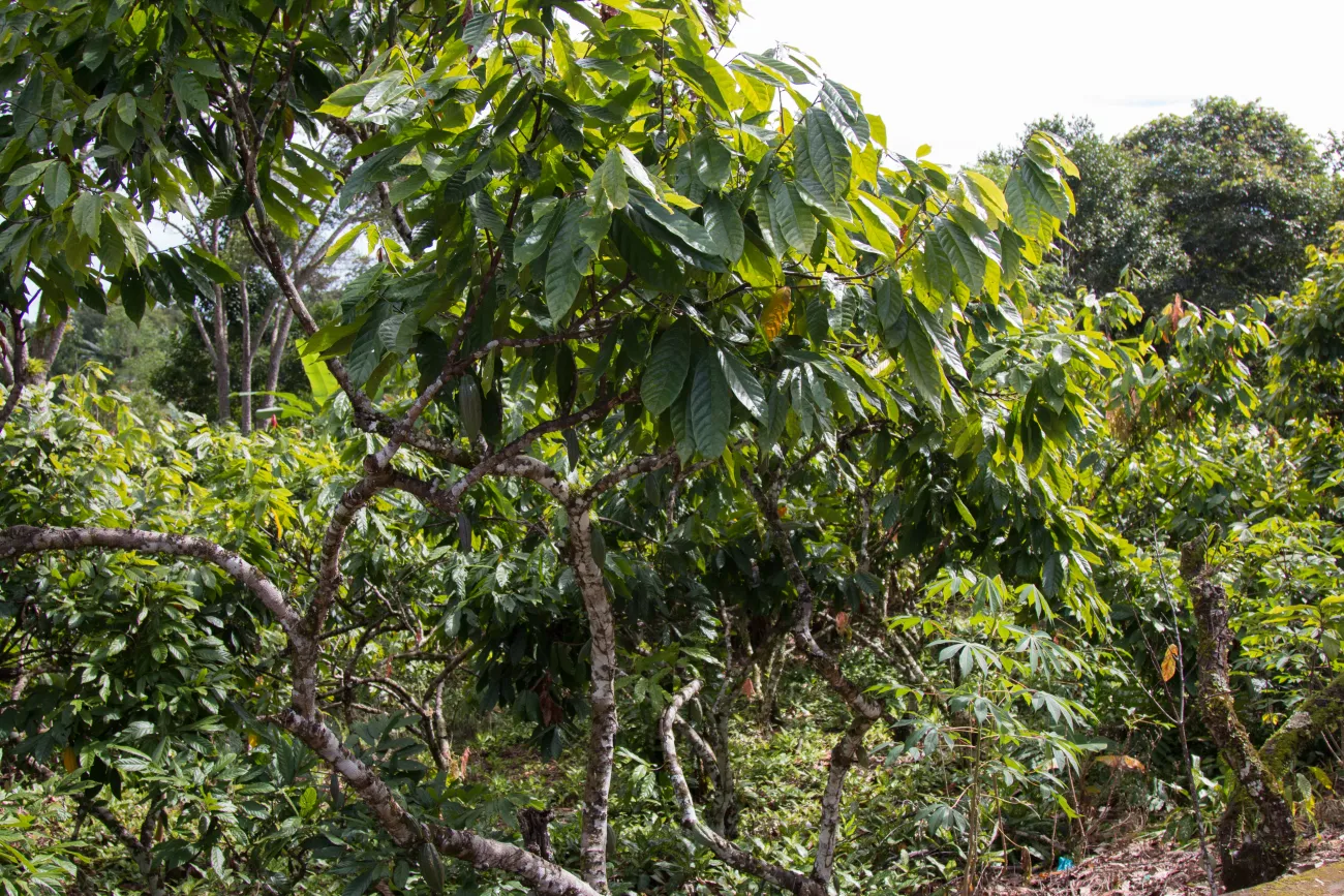 A cocoa tree with cocoa pods at cocoa plantation. Ilhéus, southern Bahia, Brazil