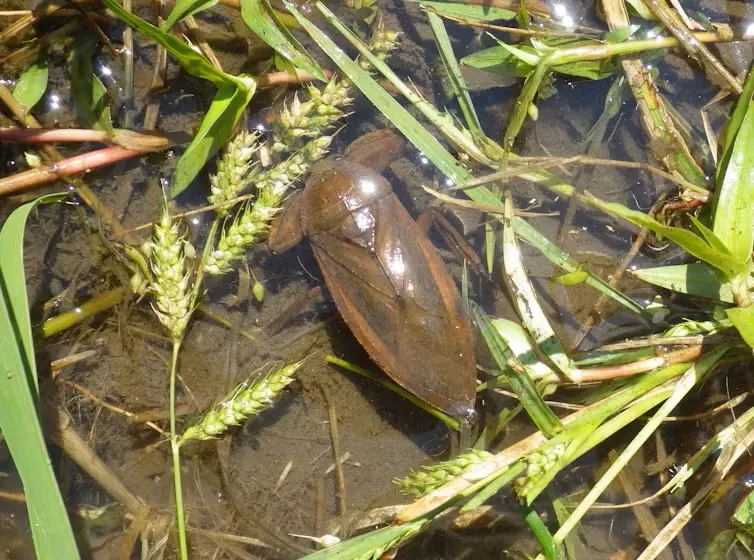 The giant water bug. One of the policy-targeted species in Japan