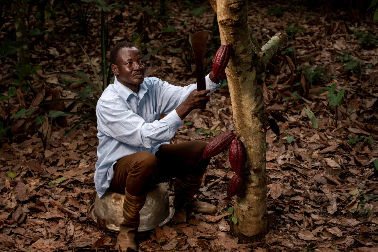Man picking cocoa beans