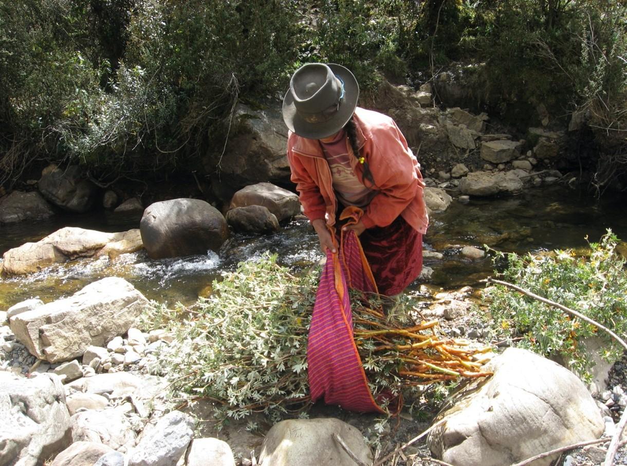 A lady from the community of Aquia collects Polylepis stakes for propagation