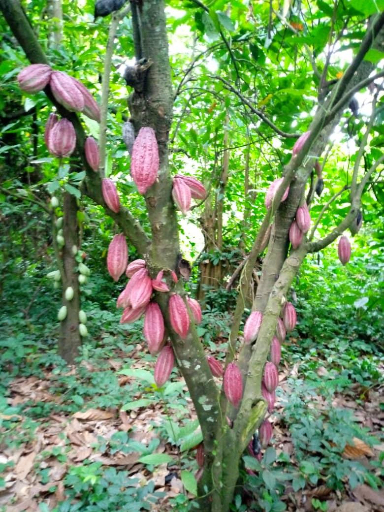 Cocoa growing on trees